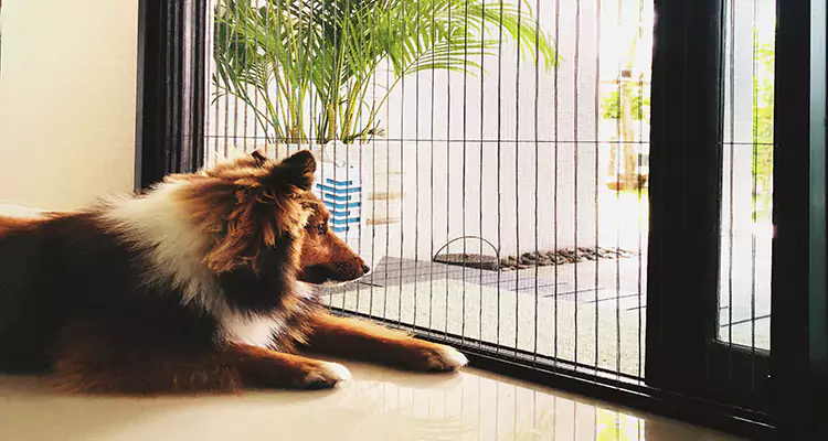 Sliding Screen Pet Door Repair in Midway, FL