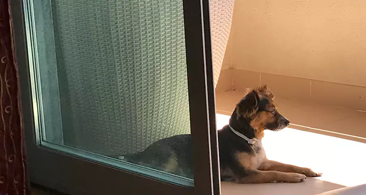 French Door Pet Screen Repair in Midway, FL
